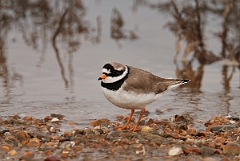 David Plant Photography - Wildlife Photography - Ringed plover - G